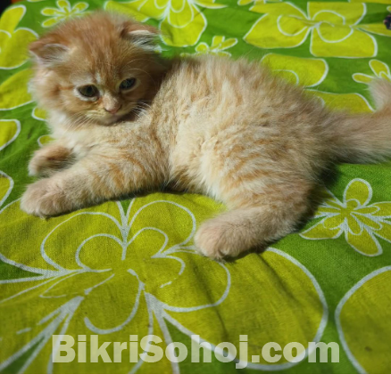 পার্শিন বিড়াল